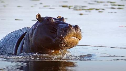 A hippo in the water
